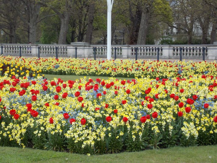 Spring Flowers in London