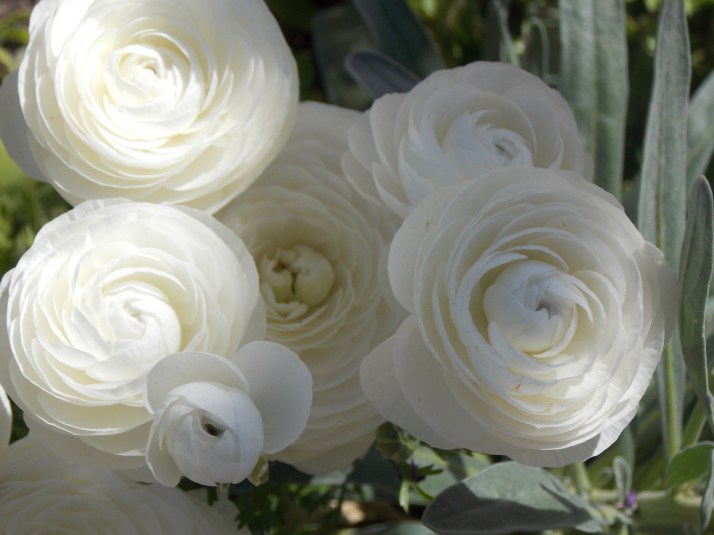 Asian Buttercup..right side up